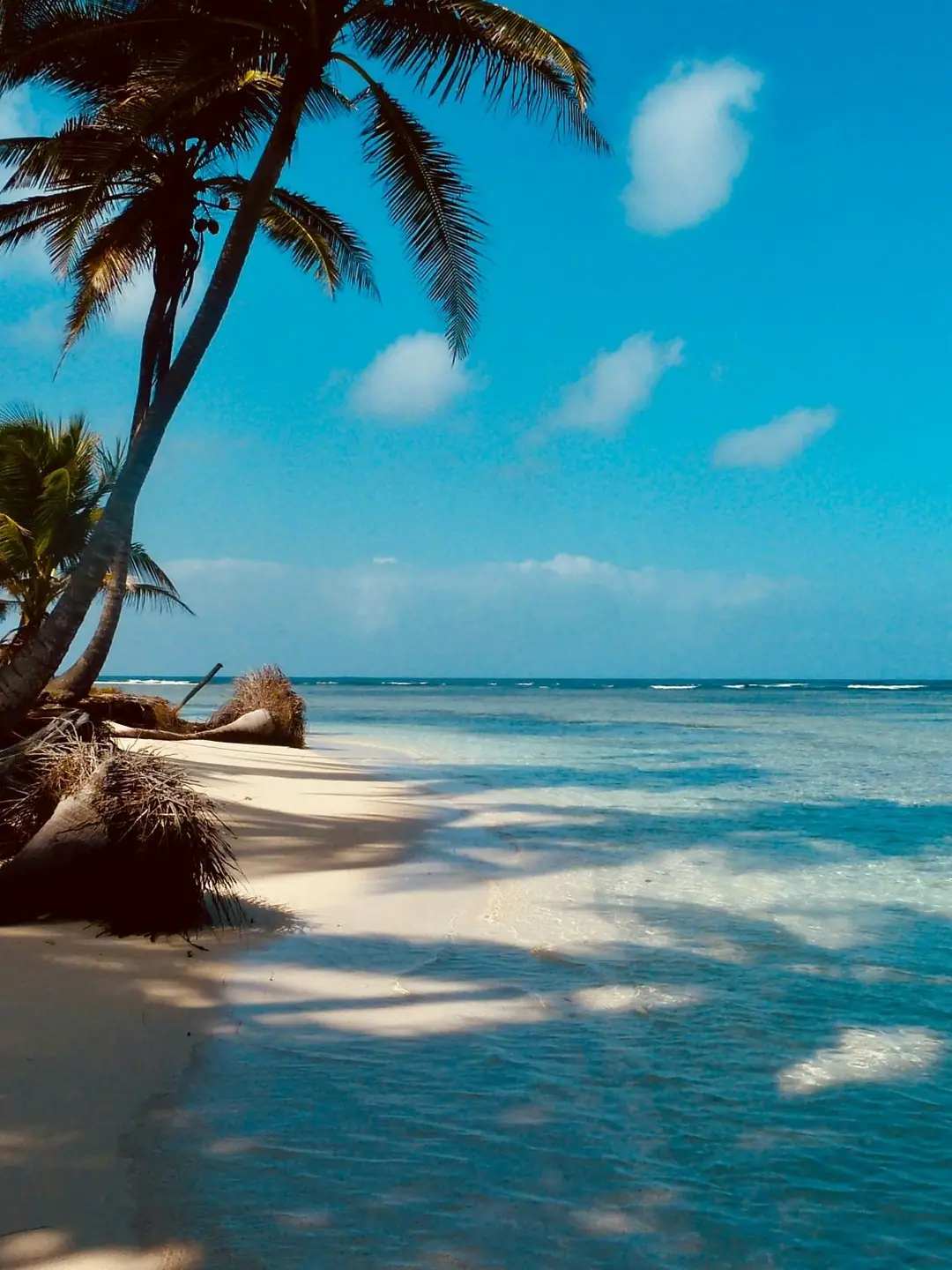 Playa de arena blanca con palmeras y mar turquesa en las islas de San Blas, Panamá